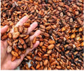 PREMIUM MAMUJU COCOA BEANS