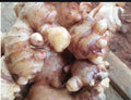 GINGER